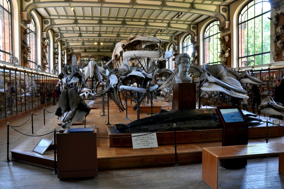 Mus Nat Hist Nat GPAC Paris 13052012 02