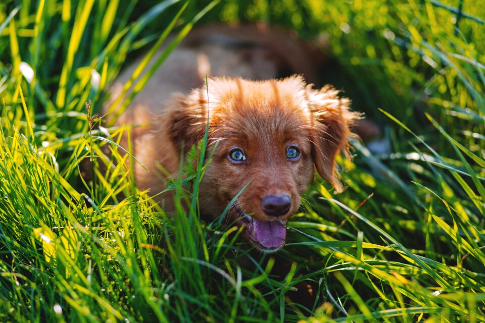 Cute dog grass