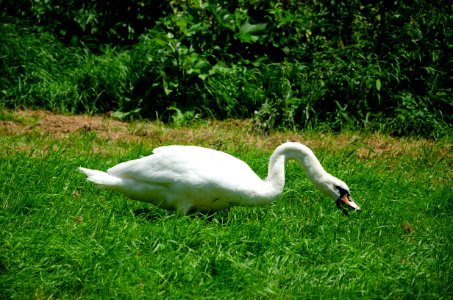 Mute swan foraging grass (5)