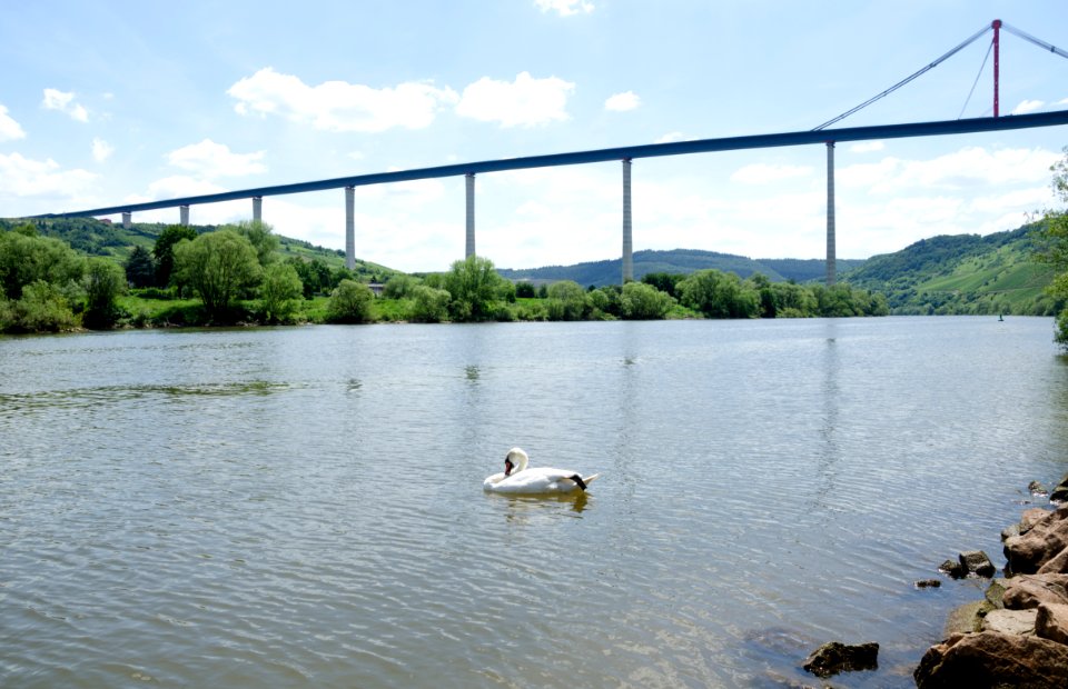 Mute swan in front of Hochmoselbrucke