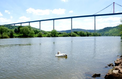 Mute swan in front of Hochmoselbrucke