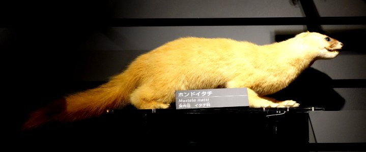 Mustela itatsi - National Museum of Nature and Science, Tokyo - DSC06815