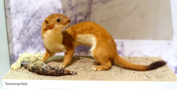 Mustela erminea - Naturhistorisches Museum, Braunschweig, Germany - DSC05223