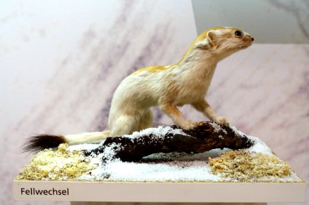 Mustela erminea - Naturhistorisches Museum, Braunschweig, Germany - DSC05222