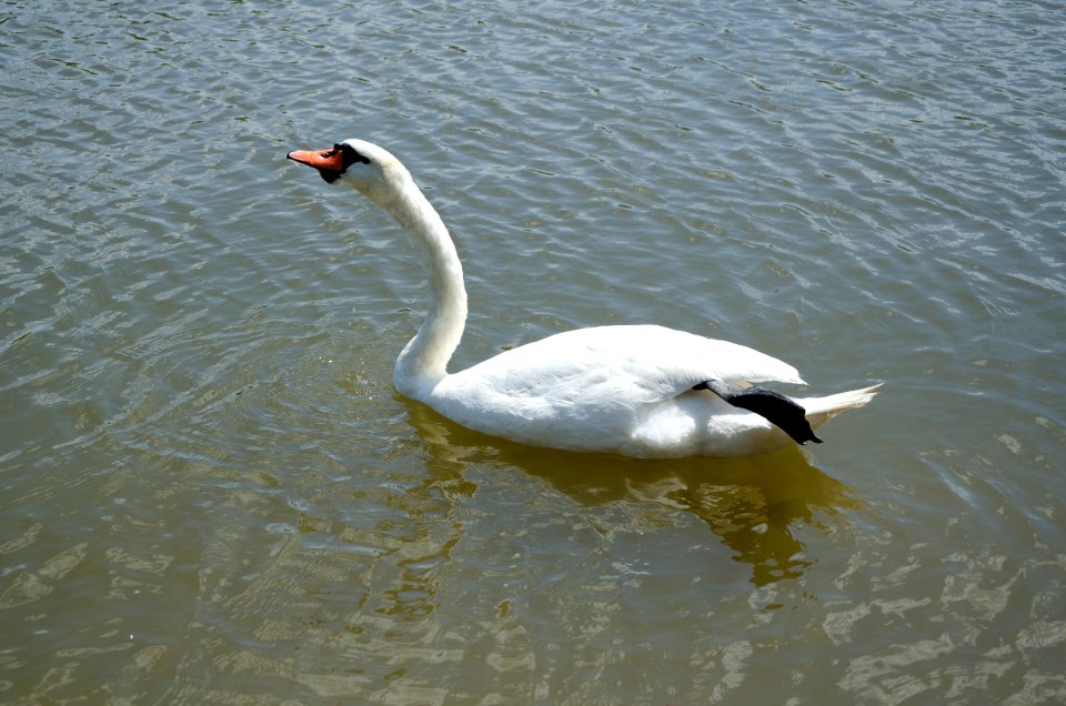 Mute swan drinking (4)