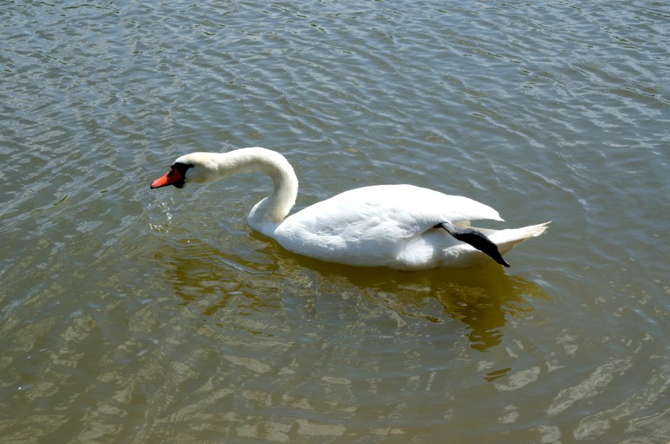 Mute swan drinking (2)