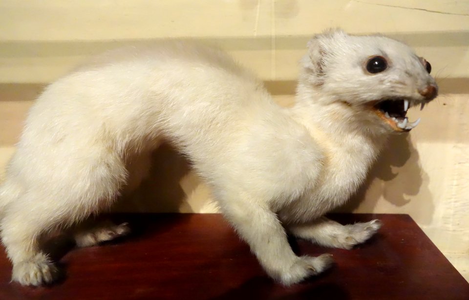 Mustela frenata - Oakland Museum of California - DSC05261