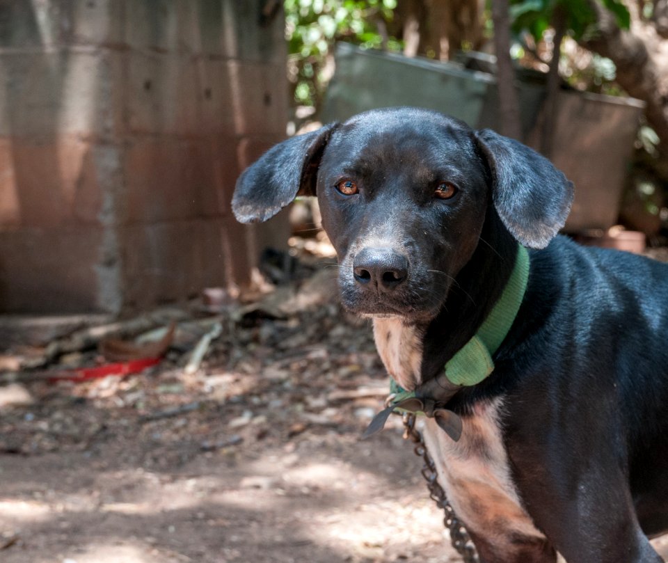 Mutt in San Juan Bautista