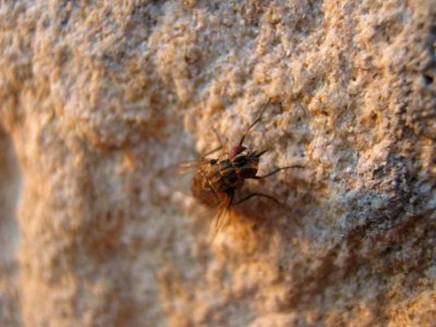 Muva na zidu 1 photo