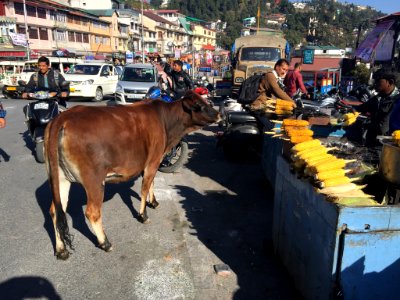 Mussoorie India Uttarakhand (183710205) photo