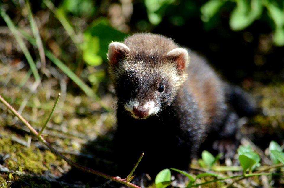 Mustela putorius (4)