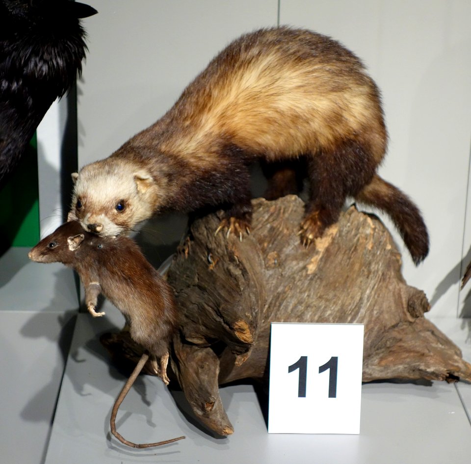 Mustela putorius - Senckenberg Naturhistorische Sammlungen Dresden - DSC08196