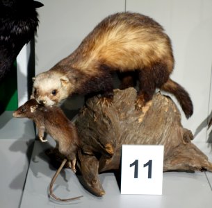 Mustela putorius - Senckenberg Naturhistorische Sammlungen Dresden - DSC08196