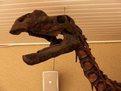 Muttaburrasaurus langdoni TMAG 20171118-036