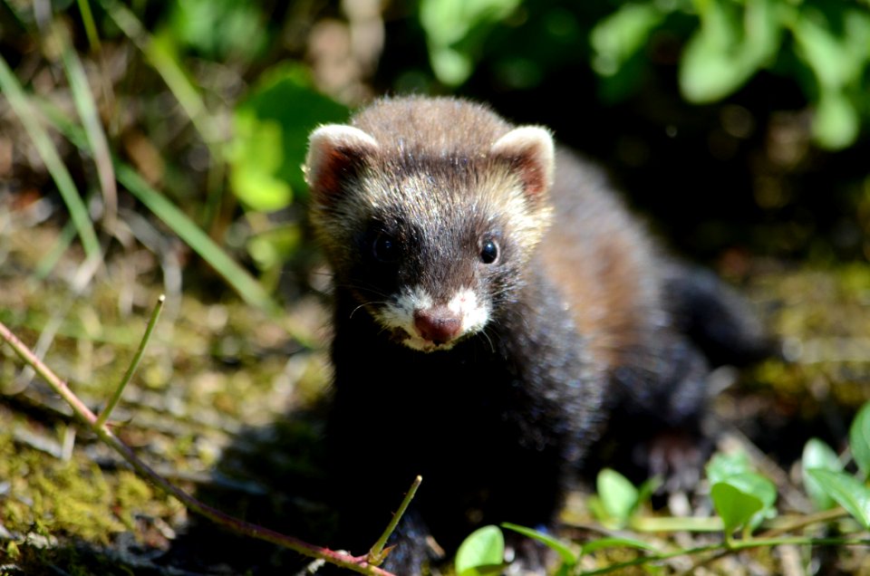 Mustela putorius (2)