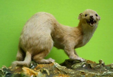 Mustela nivalis - Museo Civico di Storia Naturale Giacomo Doria - Genoa, Italy - DSC02627