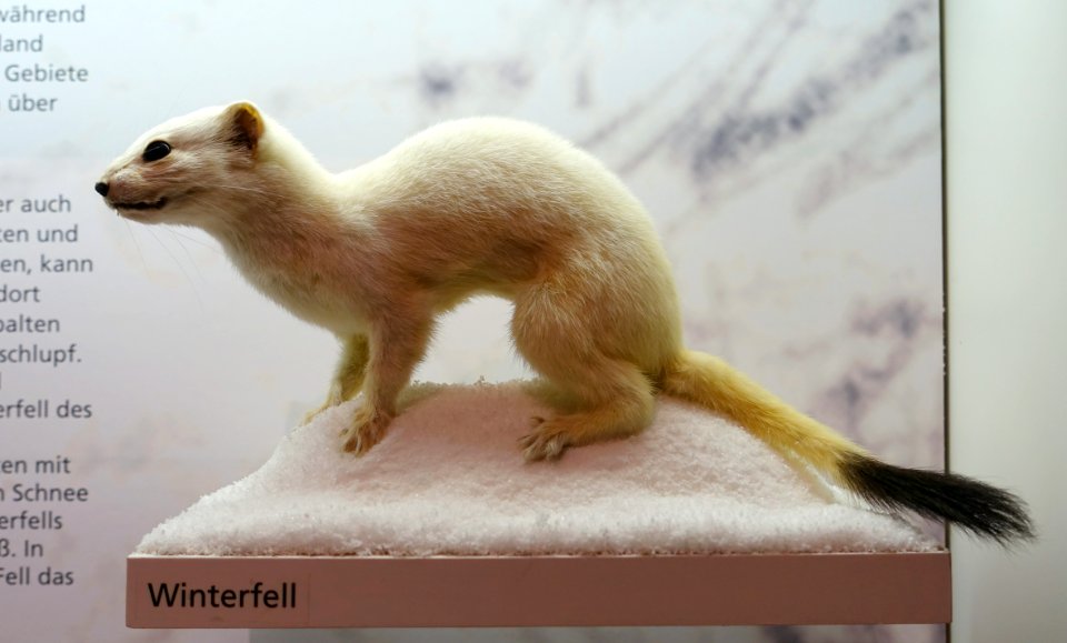 Mustela erminea - Naturhistorisches Museum, Braunschweig, Germany - DSC05221