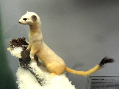 Mustela frenata - Springfield Science Museum - Springfield, MA - DSC03427