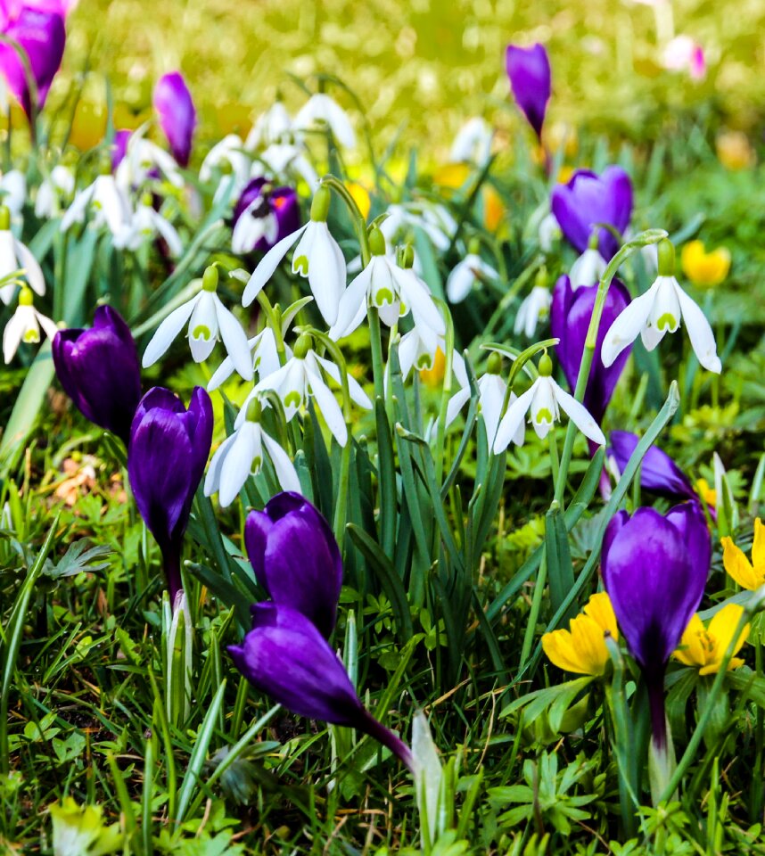 Spring meadow flowers white