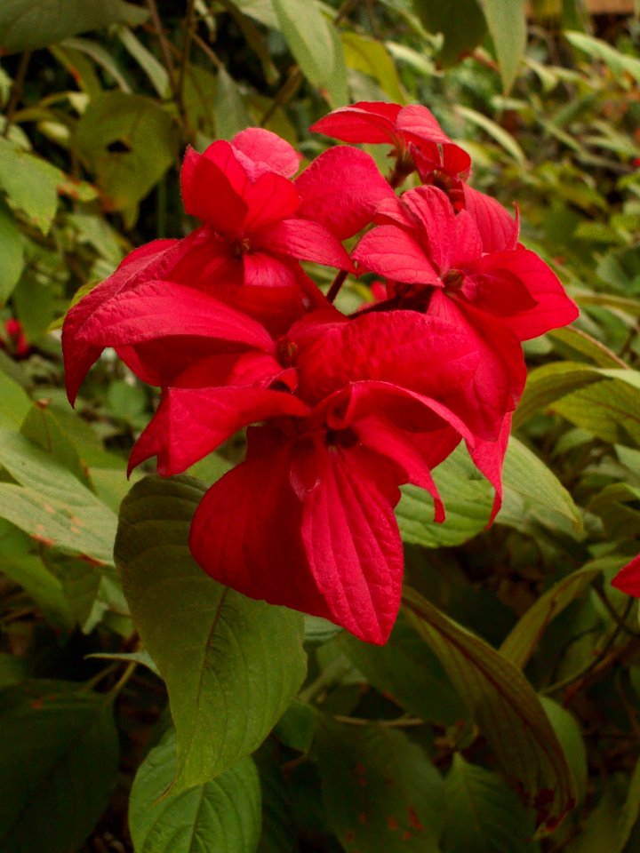 Mussaenda erythrophylla, Phipps Conservatory, 2015-10-24, 01
