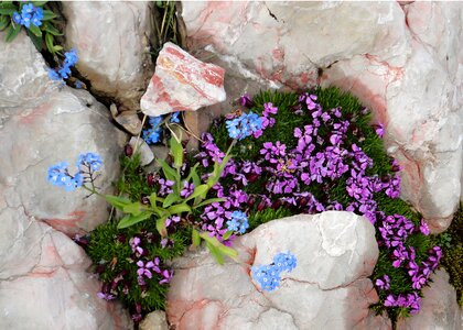 Spring nature alpine