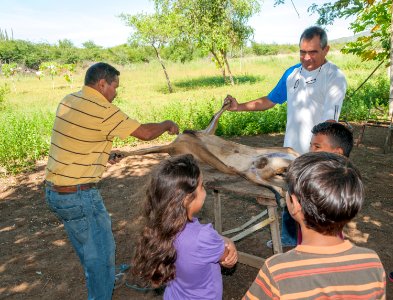 Murder goat with children photo