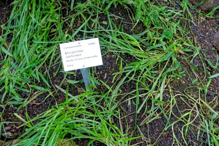Murdannia loriformis - Botanischer Garten - Heidelberg, Germany - DSC01118