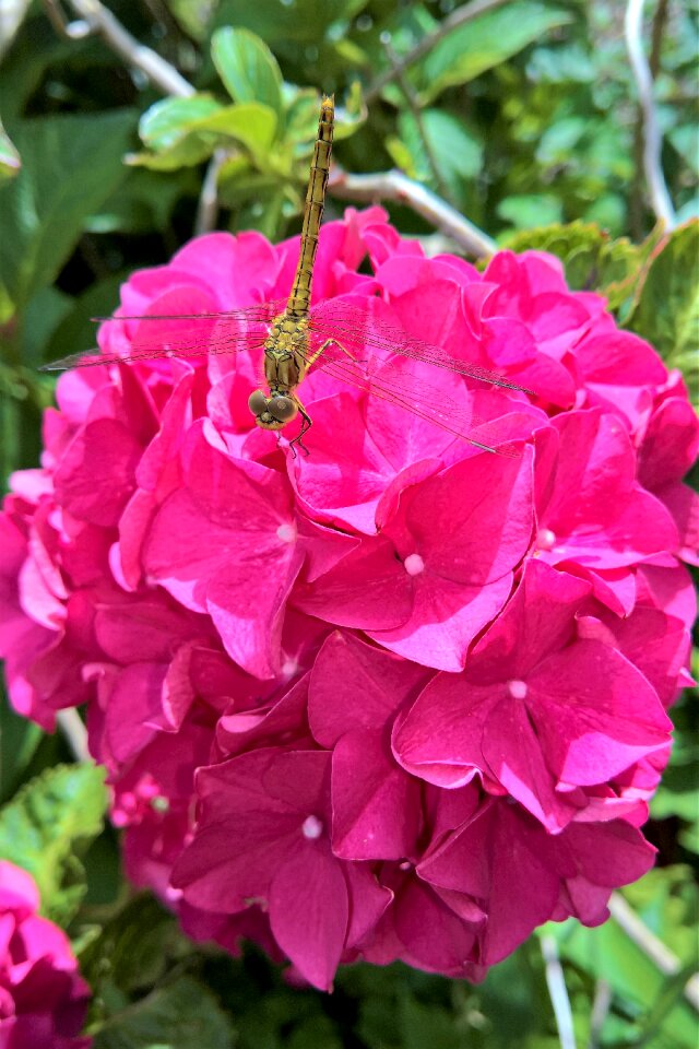 Delicate wings big eyes hydrangea flower