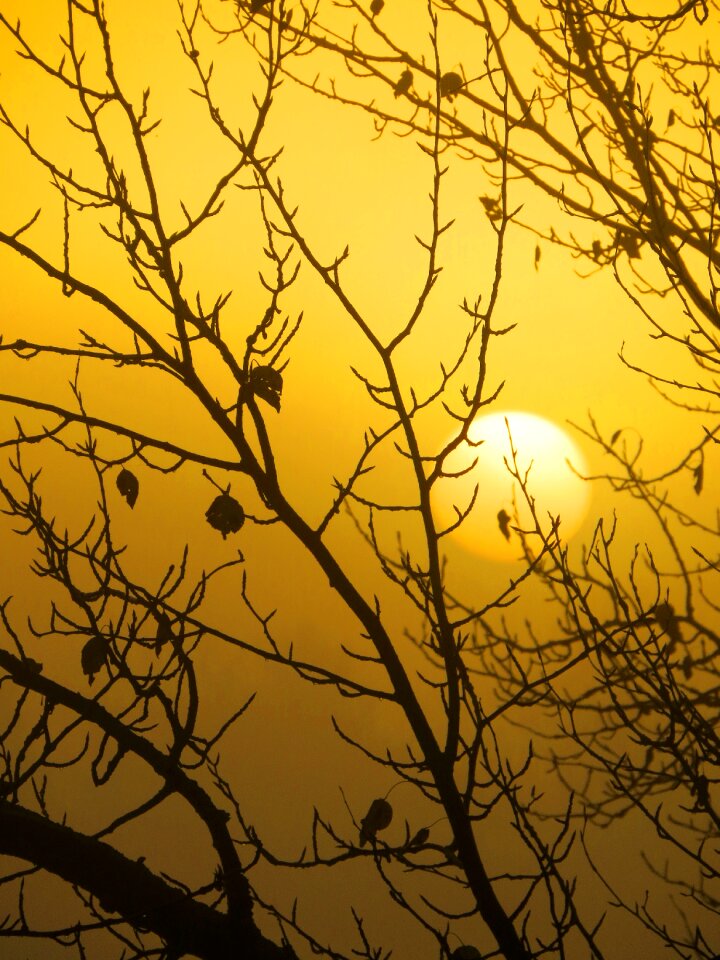 Branches fall outdoor
