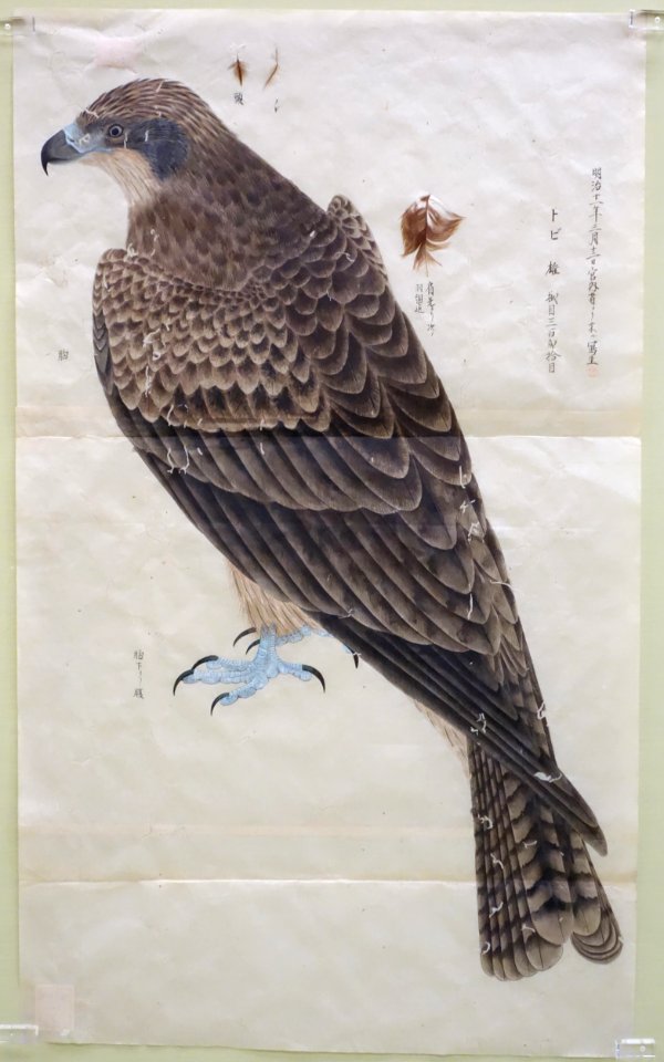 Museum sketch of kite by Sekine Untei (1804-1877), Nakajima Gyozan (1832-1914), et al, color on paper - Tokyo National Museum - DSC05452
