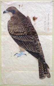 Museum sketch of kite by Sekine Untei (1804-1877), Nakajima Gyozan (1832-1914), et al, color on paper - Tokyo National Museum - DSC05452