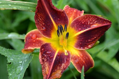 Garden wet spring photo