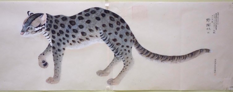 Museum sketch of stray cat by Sekine Untei (1804-1877), Nakajima Gyozan (1832-1914), et al, color on paper - Tokyo National Museum - DSC05454