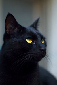 Black cat feline domestic photo