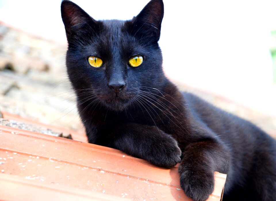 Black cat feline domestic