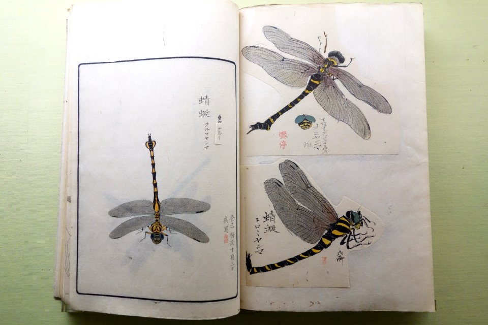 Museum's Natural History Album of Insects, Vol. 1 Arachnids and Insects 1, by Sekine Untei (1804-1877) et al, compiled by the Imperial Household Museum, Edo to Meiji period - Tokyo National Museum - DSC05521