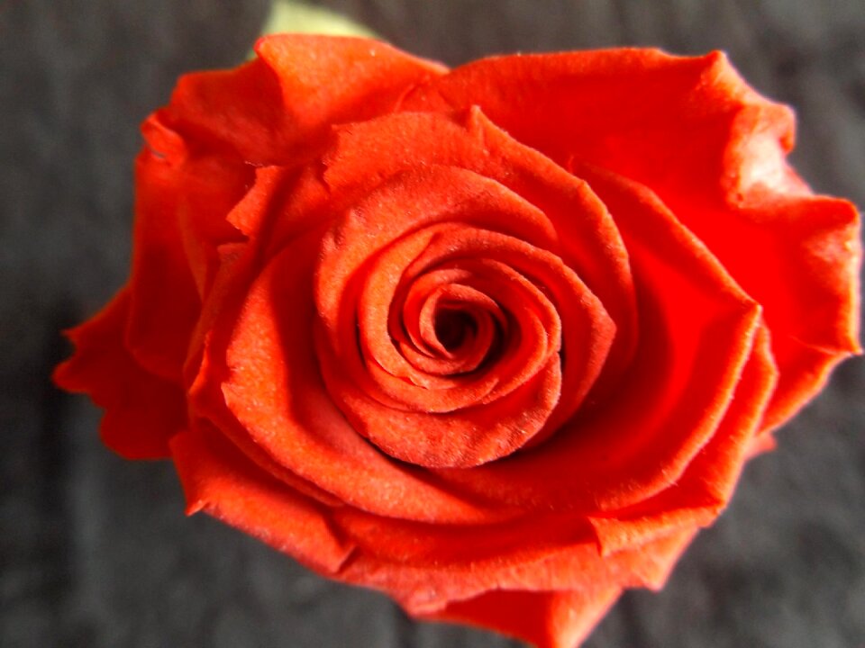 Red petals nature