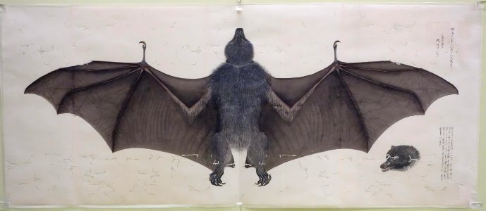 Museum sketch of bat by Sekine Untei (1804-1877), Nakajima Gyozan (1832-1914), et al, color on paper - Tokyo National Museum - DSC05450