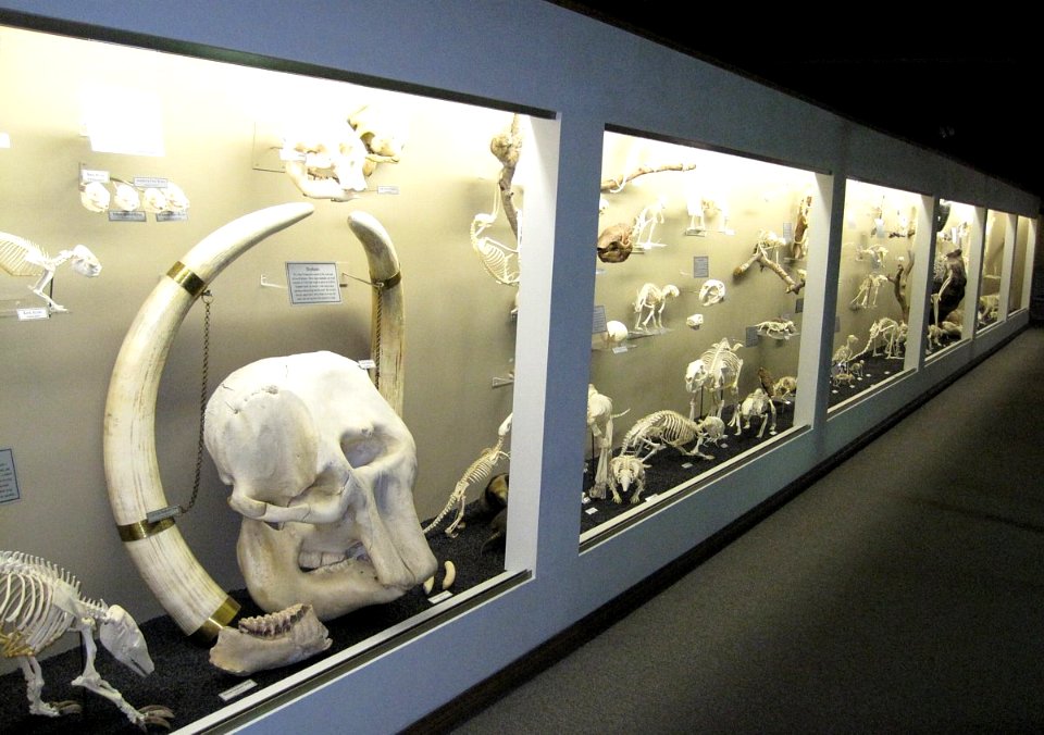 Museum of osteology various exhibits photo