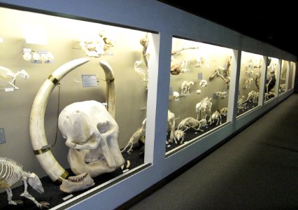 Museum of osteology various exhibits photo