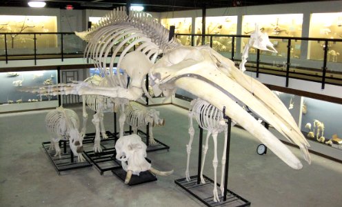 Museum of osteology 3 2010 photo