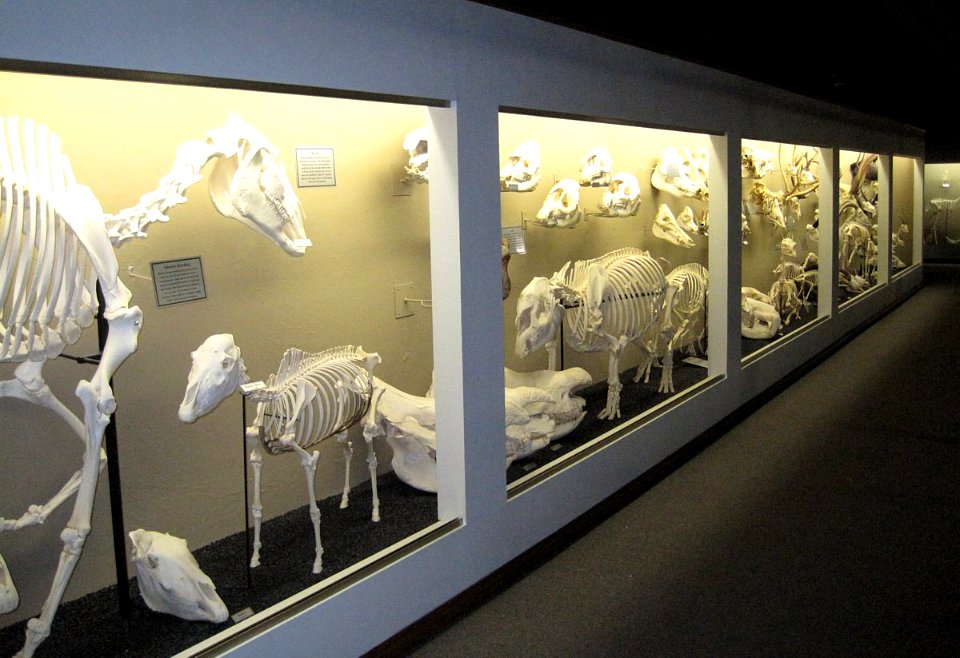 Museum of osteology ungulate exhibits