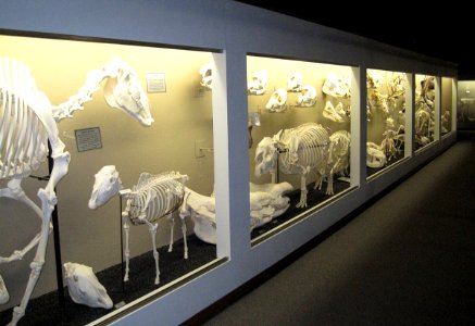 Museum of osteology ungulate exhibits photo