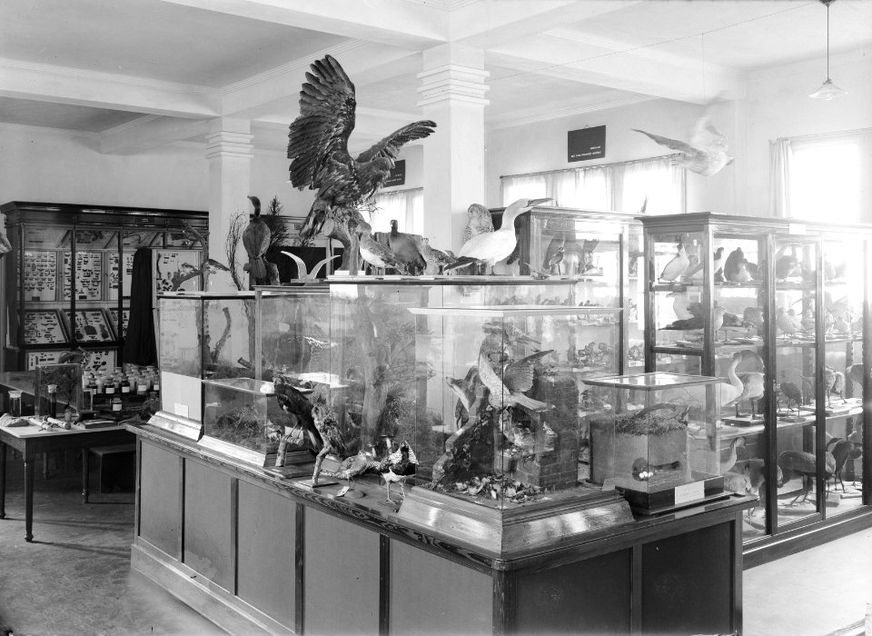 Museum in het hoofdkantoor van de Nederlandse Heidemaatschappij te Arnhem, Bestanddeelnr 162-0779
