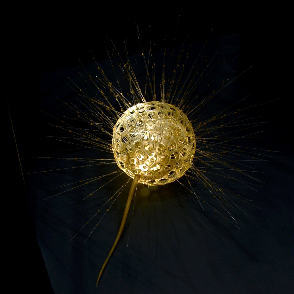 Museum Histoire Naturelle Geneva Blaschka Clathrulina elegans 21102014