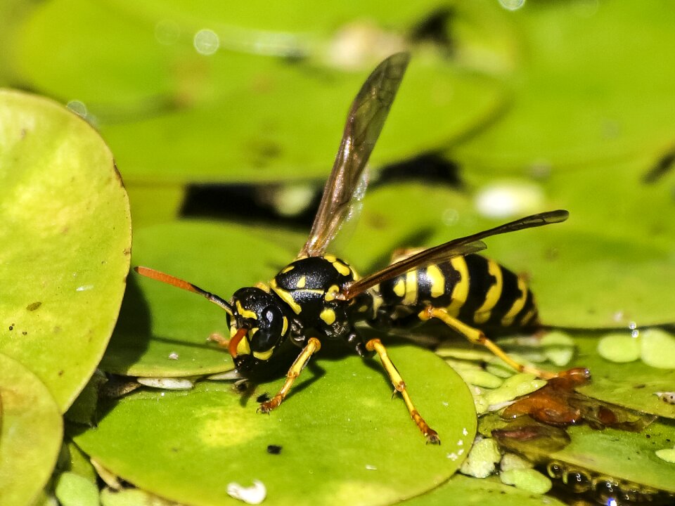 Insect nature animal
