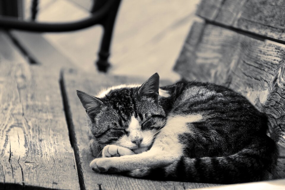 Animal domestic fur