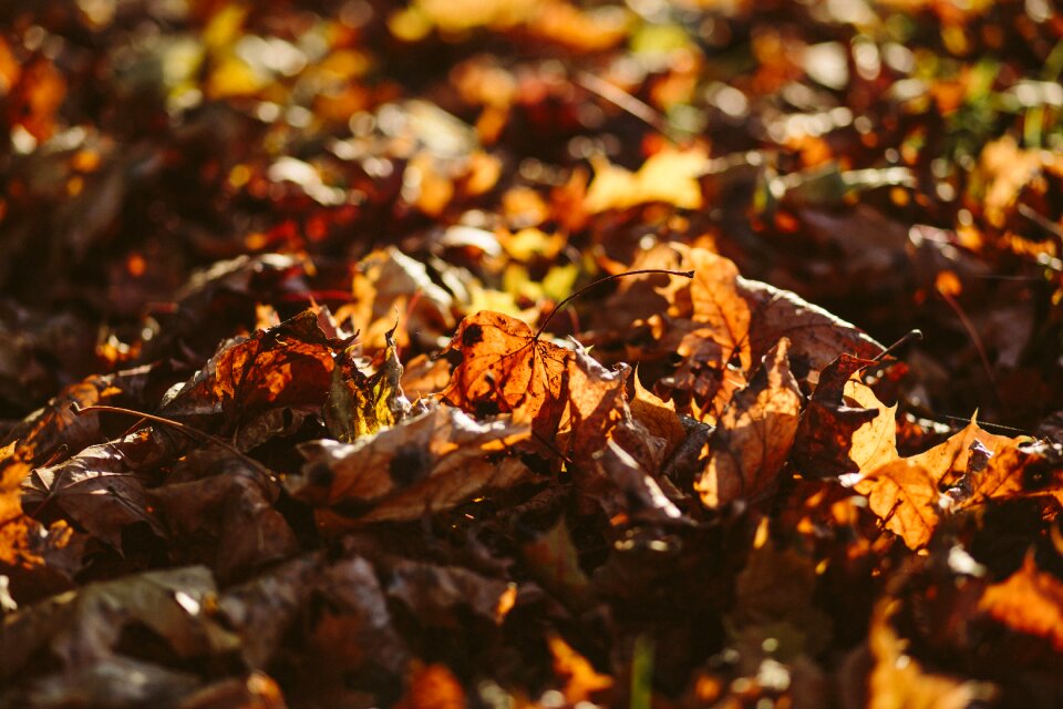 Color colour dried leaves