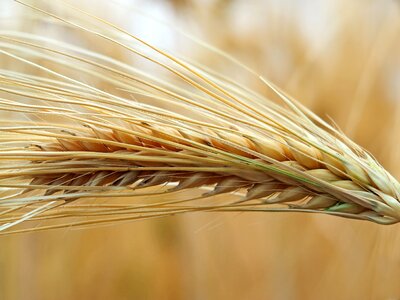 Harvest summer grain