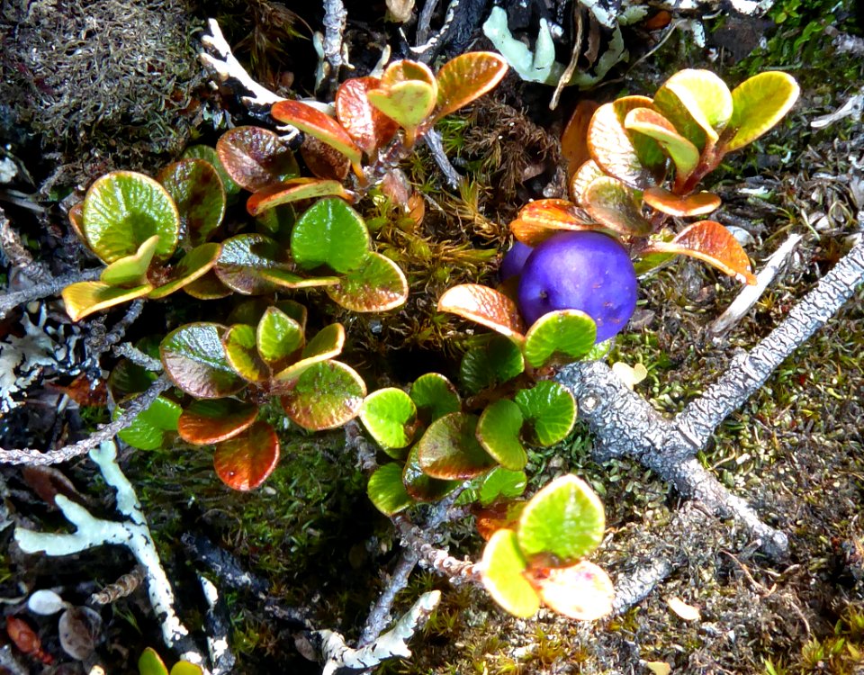 Myrsine nummularia by Peter de Lange